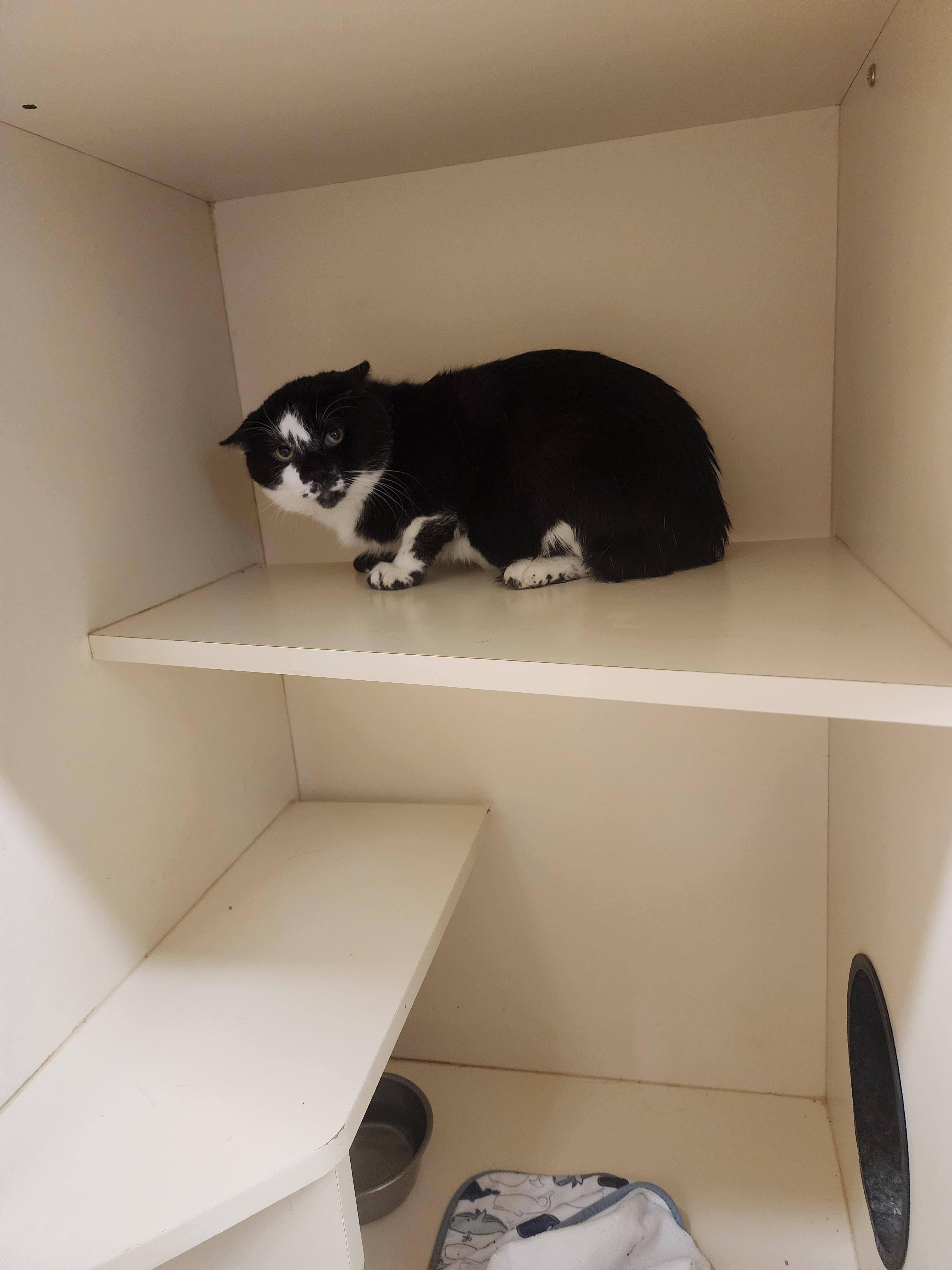 Enlarge 25-370, a ADOPTABLE Domestic Short Hair in Ridgecrest, CA image 1/1