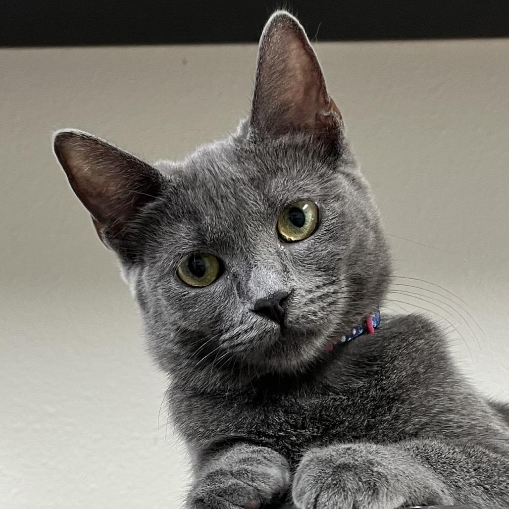 Noodle — thumbnail 2