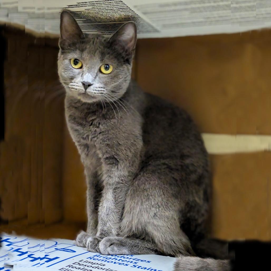 Noodle — thumbnail 3