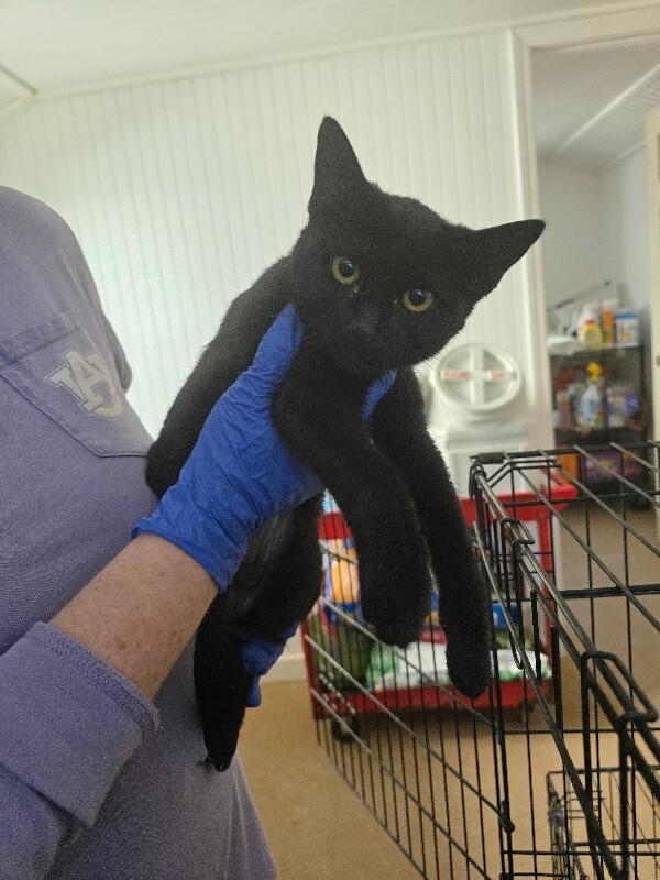 Jupiter, Adoptable, Kitten Female Domestic Short Hair.