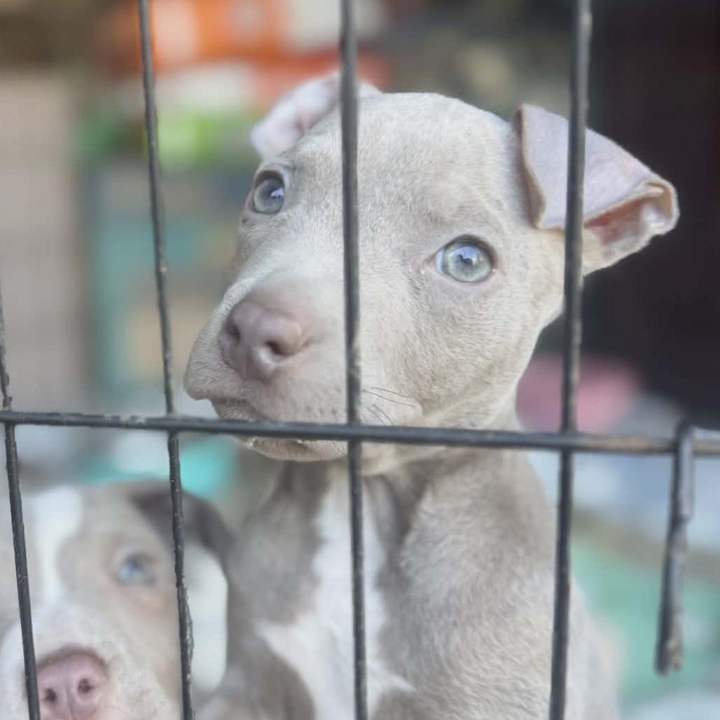 Skronk, adopted, Puppy Male Pit Bull Terrier.