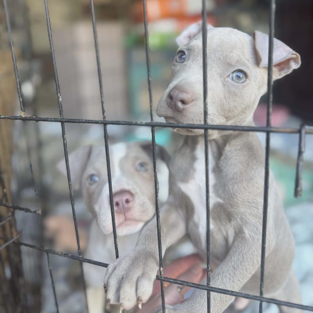 Enlarge Skronk, an adopted mixed breed in Wilmington, NC image 2/3