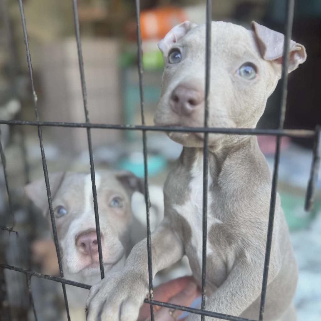 Enlarge Skronk, an adopted mixed breed in Wilmington, NC image 3/3