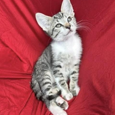 Enlarge Pop (Cheri), an adopted Tabby in Woodland Hills, CA image 1/2