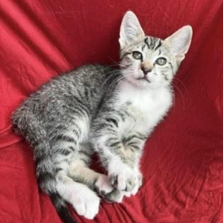 Enlarge Pop (Cheri), an adopted Tabby in Woodland Hills, CA image 2/2