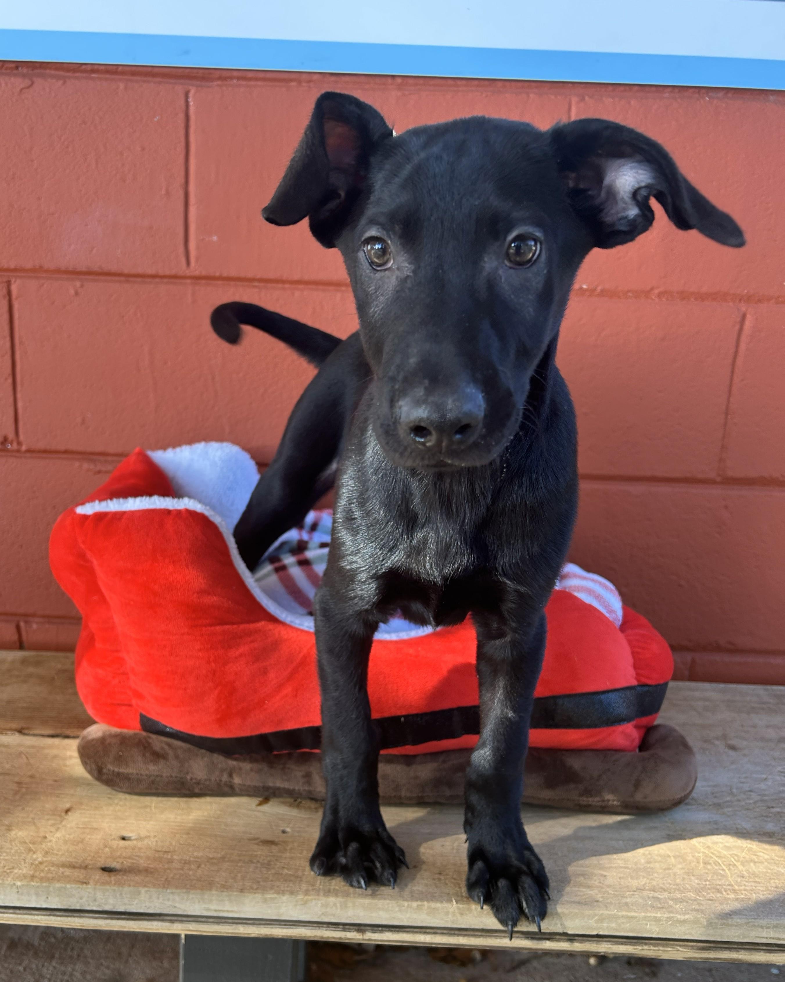 Enlarge Buckwheat, a ADOPTABLE mixed breed in Pensacola, FL image 3/4
