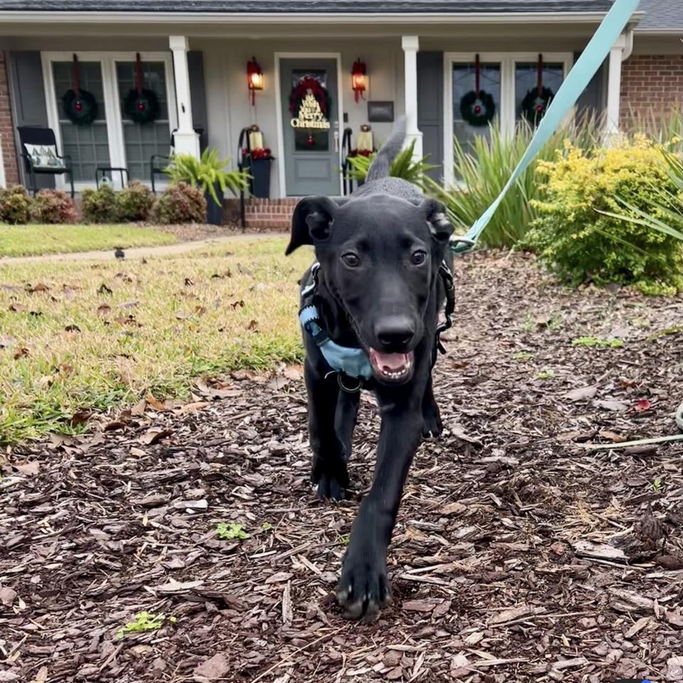 Buckwheat, ADOPTABLE, Young Male Labrador Retriever & Hound.