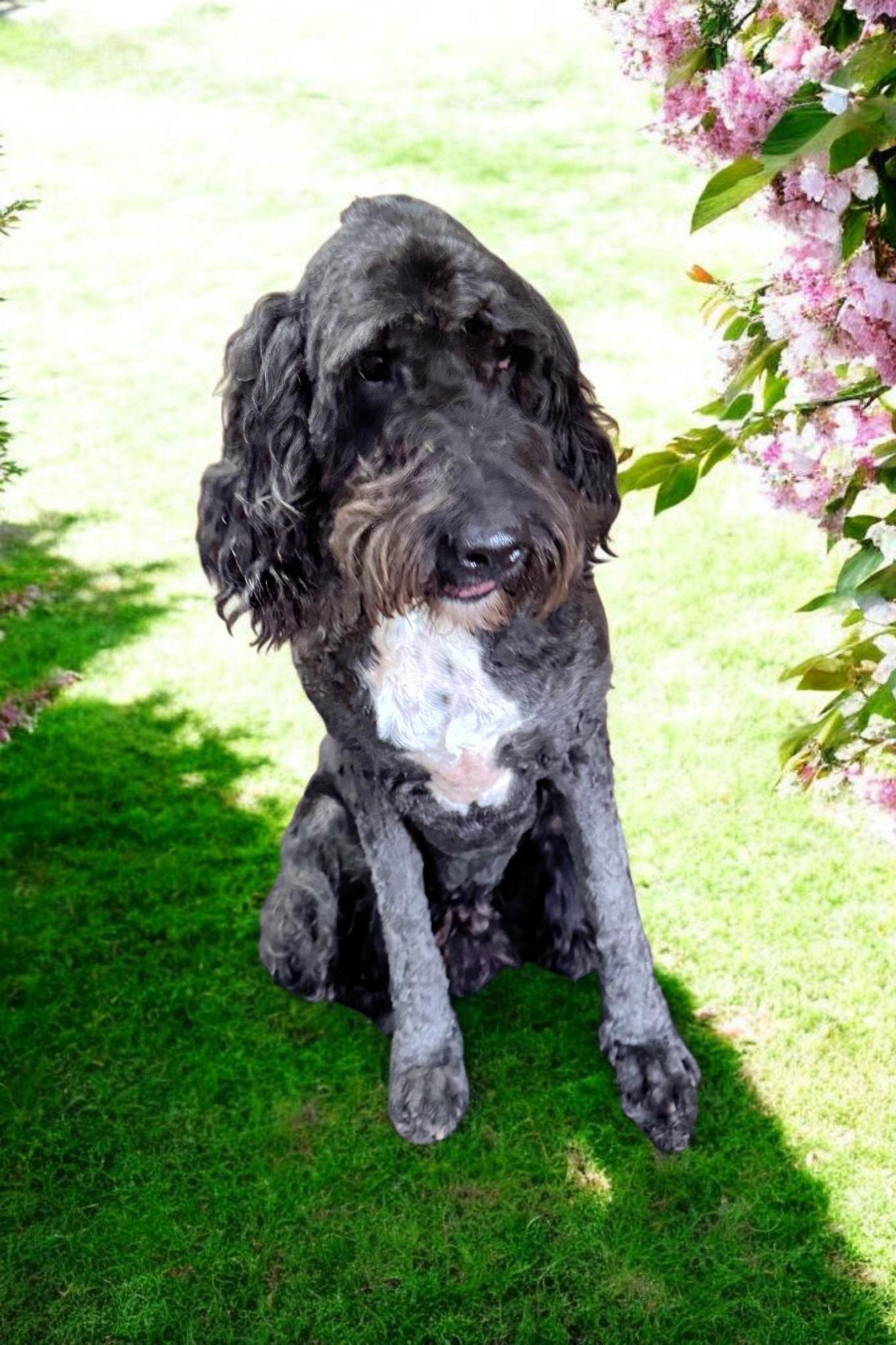 Raggedy Andy, a Adoptable Aussiedoodle in Cumming, GA image 2/2