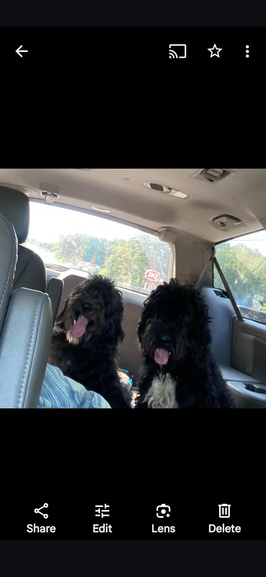 Enlarge Raggedy Andy, a Adoptable Aussiedoodle in Cumming, GA image 4/4