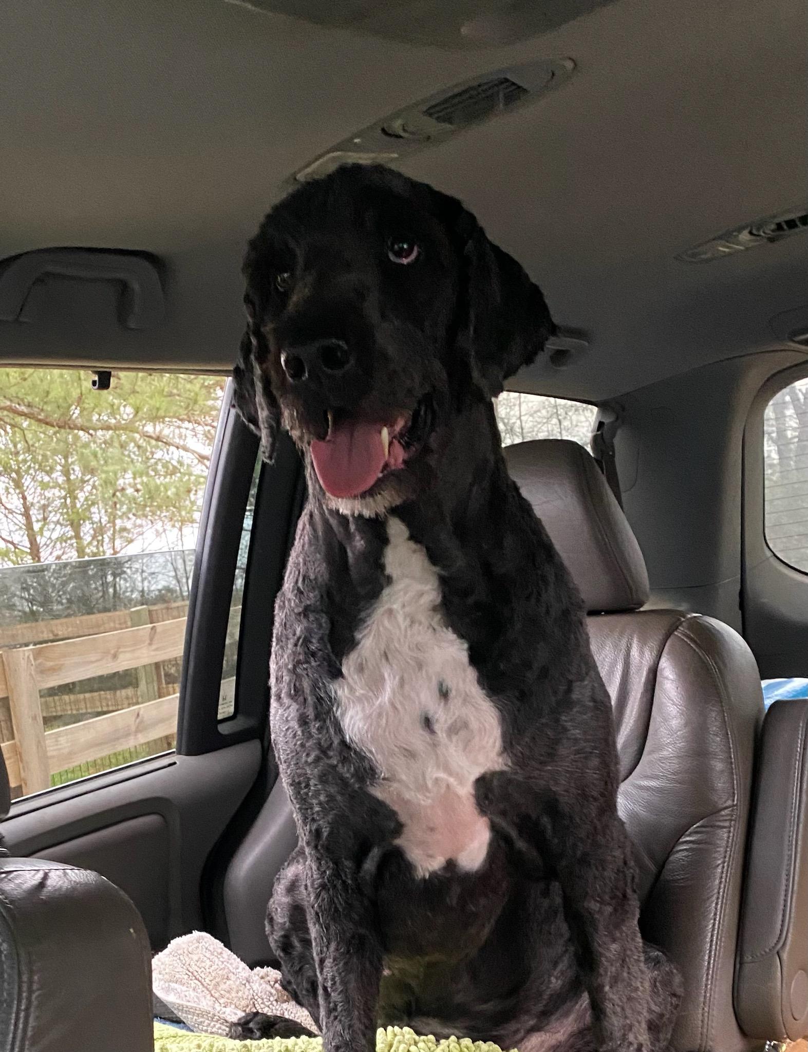 Enlarge Raggedy Andy, a Adoptable Aussiedoodle in Cumming, GA image 3/4