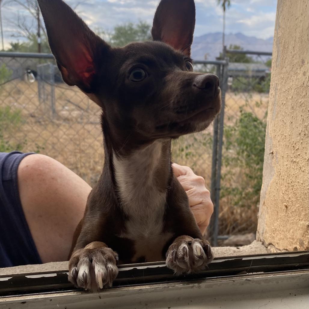 Enlarge Blaze, a Adoptable Chihuahua in Tucson, AZ image 2/2