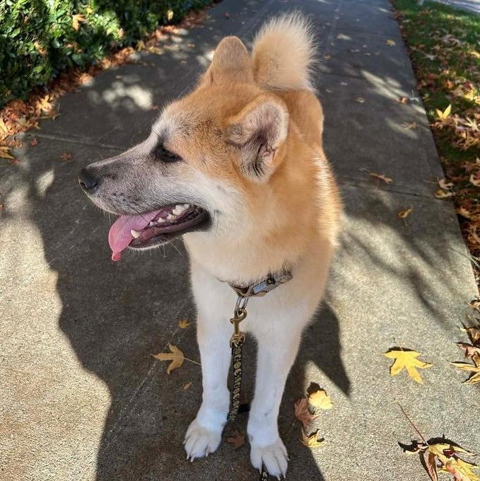 Mr. Happy Hatch( Hachiko), a Adoptable mixed breed in Vancouver, BC image 4/6