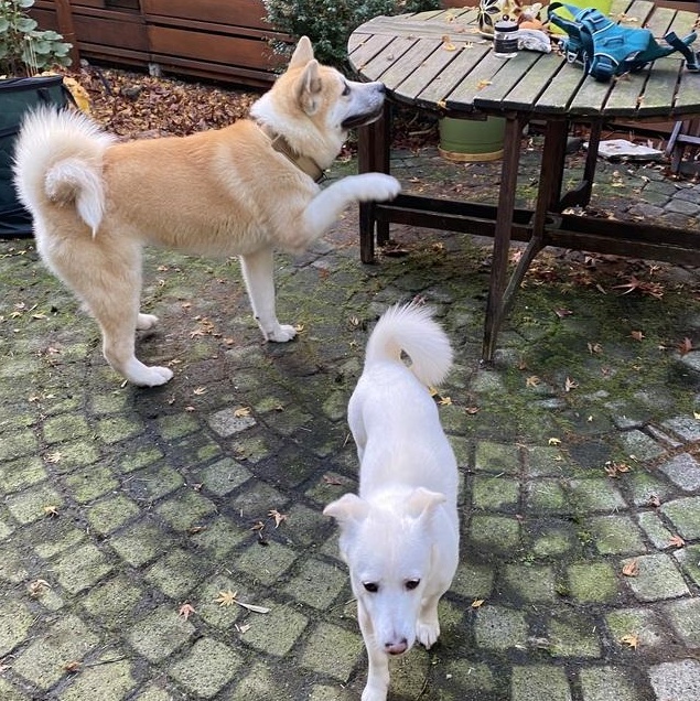Mr. Happy Hatch( Hachiko), a Adoptable mixed breed in Vancouver, BC image 3/6