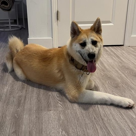 Mr. Happy Hatch( Hachiko), a Adoptable mixed breed in Vancouver, BC image 6/6