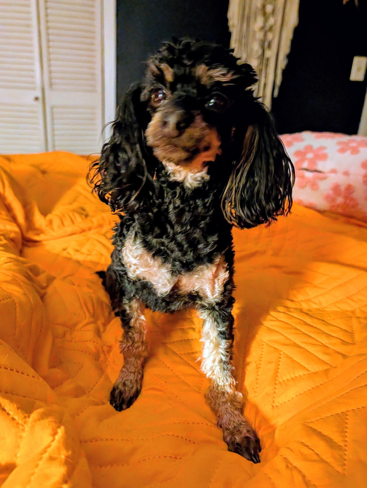 Enlarge Lulu, a Adopted Poodle (Toy) in Bedminster, NJ image 1/5