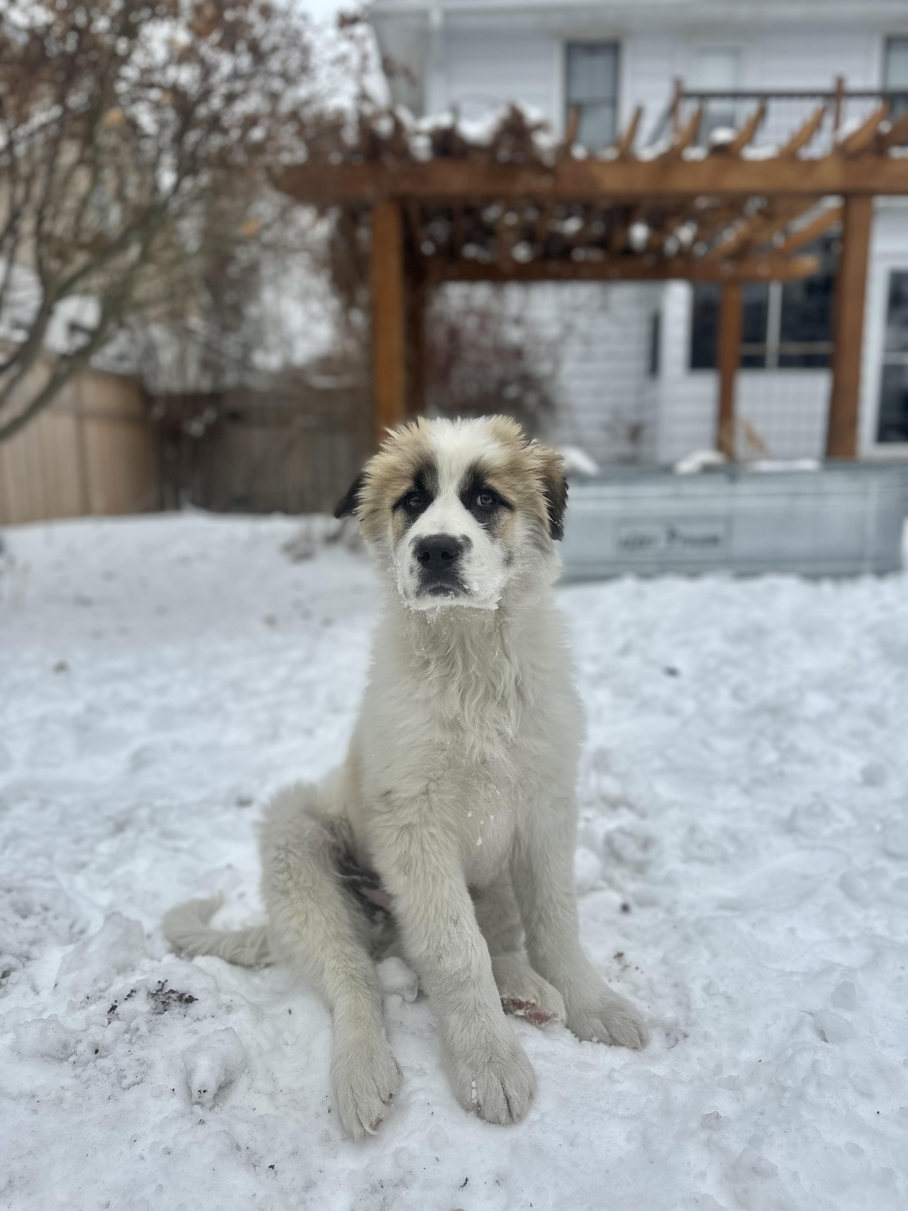 Enlarge Barry, a ADOPTABLE mixed breed in Minneapolis, MN image 4/6