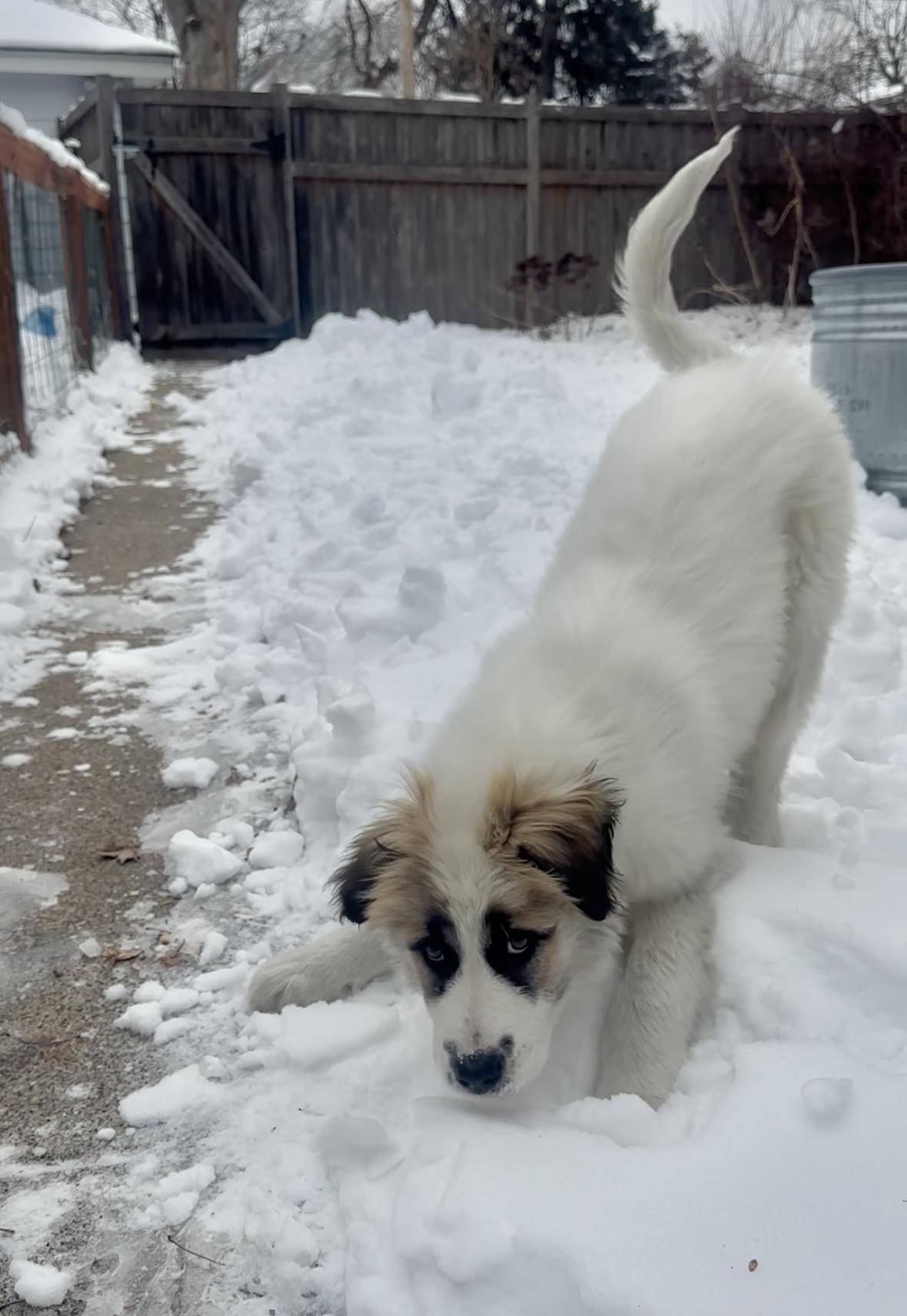 Enlarge Barry, a ADOPTABLE mixed breed in Minneapolis, MN image 6/6