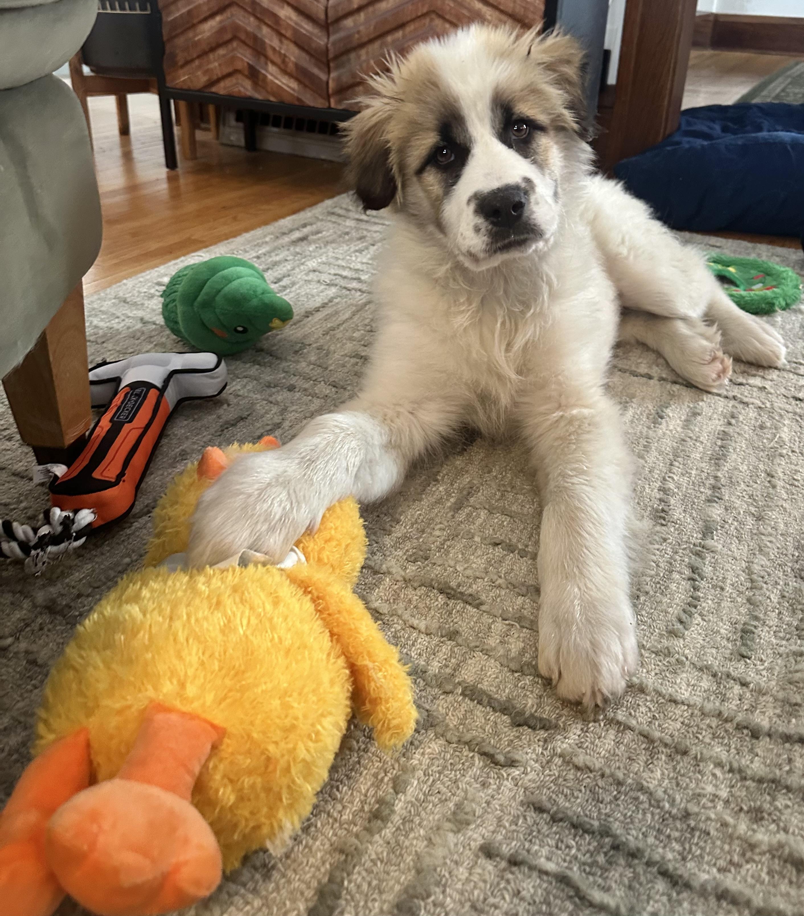 Enlarge Barry, a ADOPTABLE mixed breed in Minneapolis, MN image 3/6