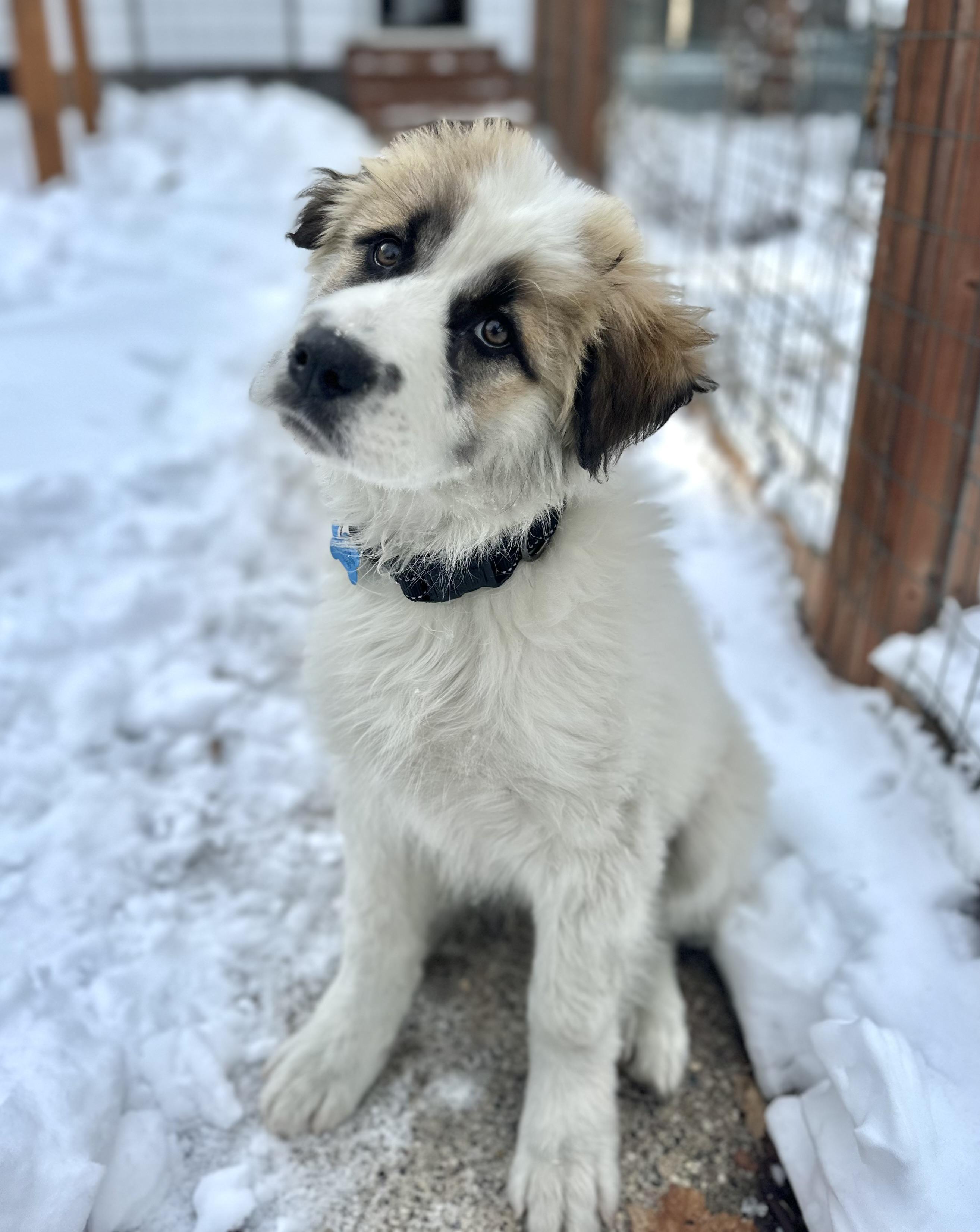Enlarge Barry, a ADOPTABLE mixed breed in Minneapolis, MN image 2/6