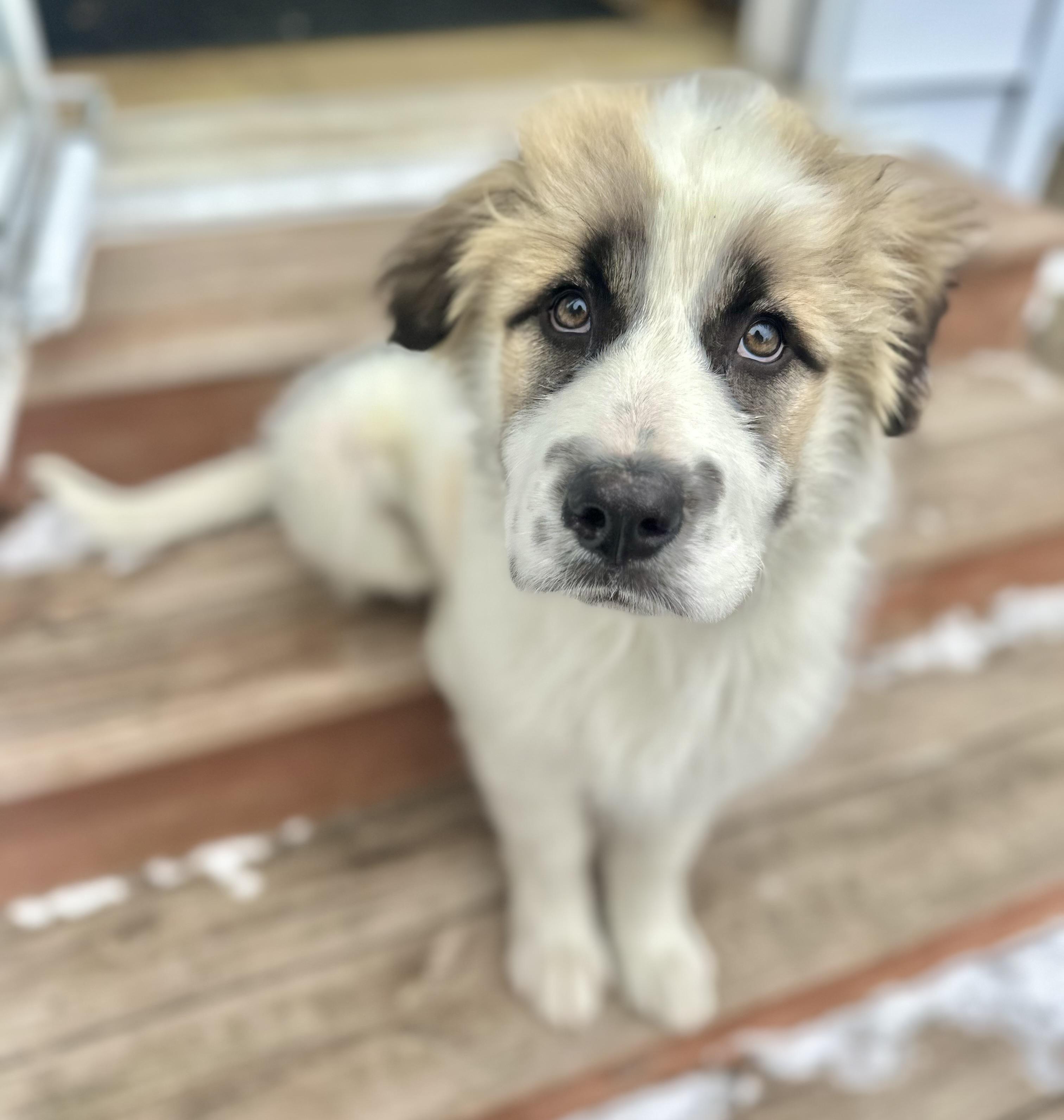 Barry, ADOPTABLE, Puppy Male Saint Bernard & Mixed Breed.
