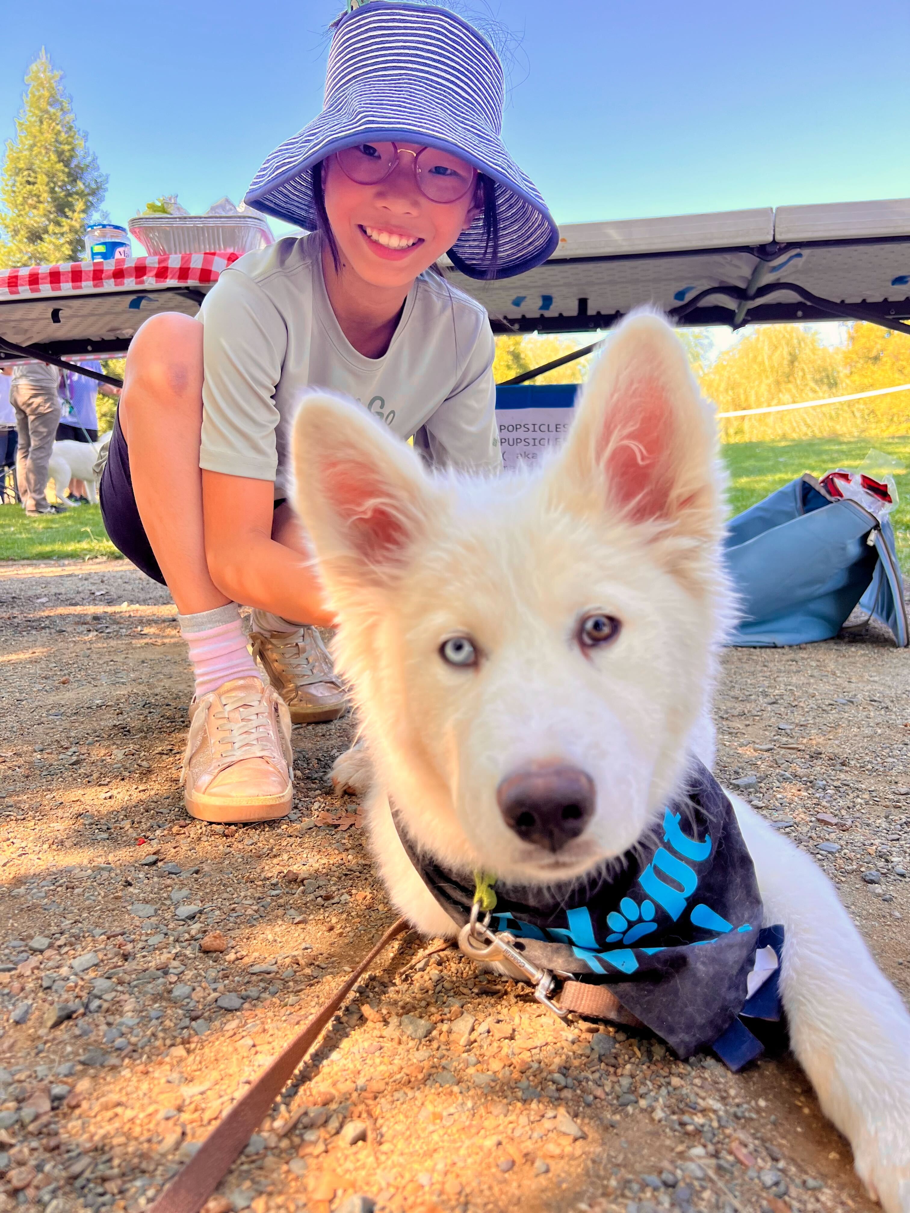 Toby, Adopted, Young Male Samoyed & Siberian Husky.