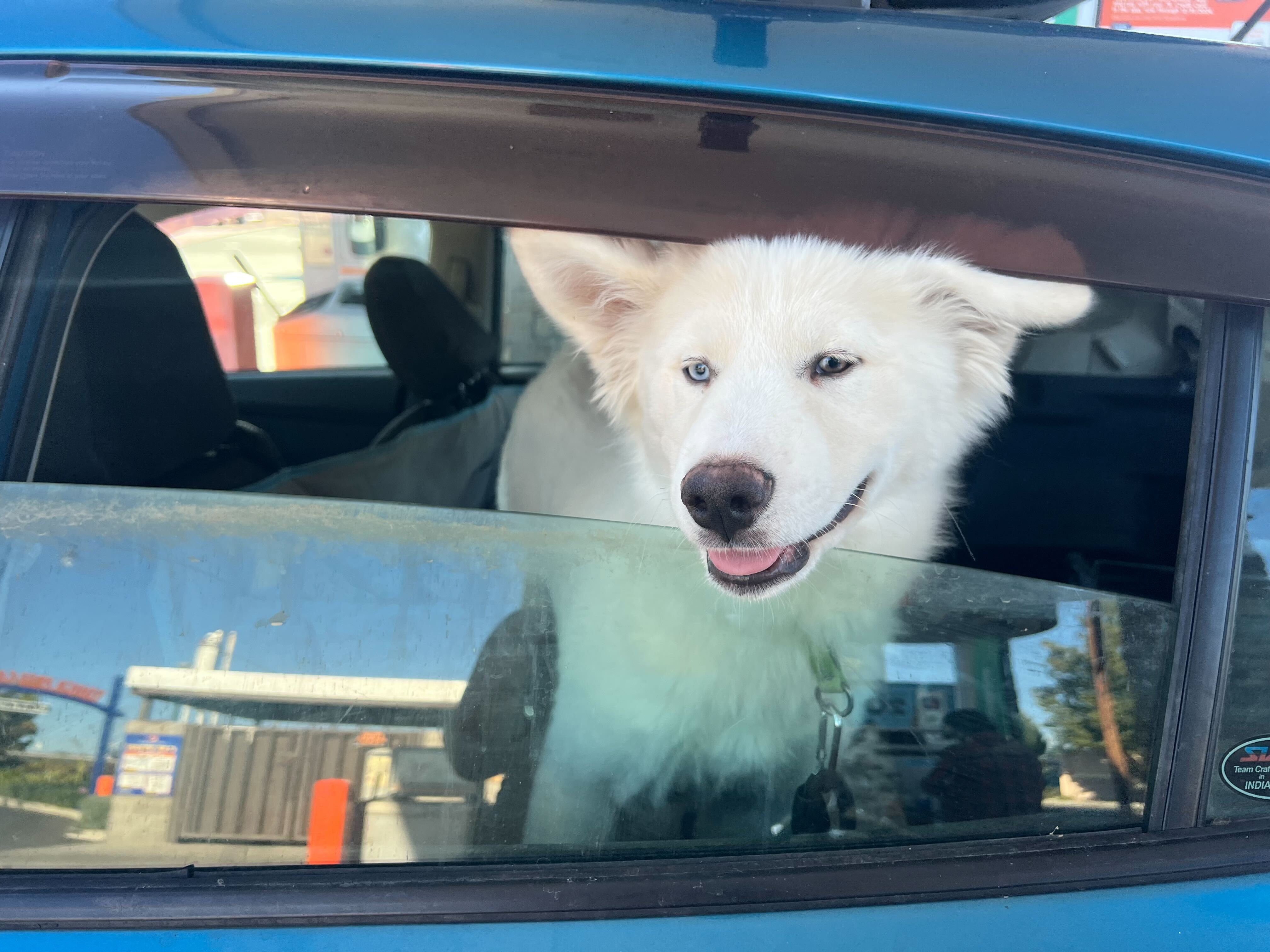 Enlarge Toby, a Adopted mixed breed in San Rafael, CA image 2/6