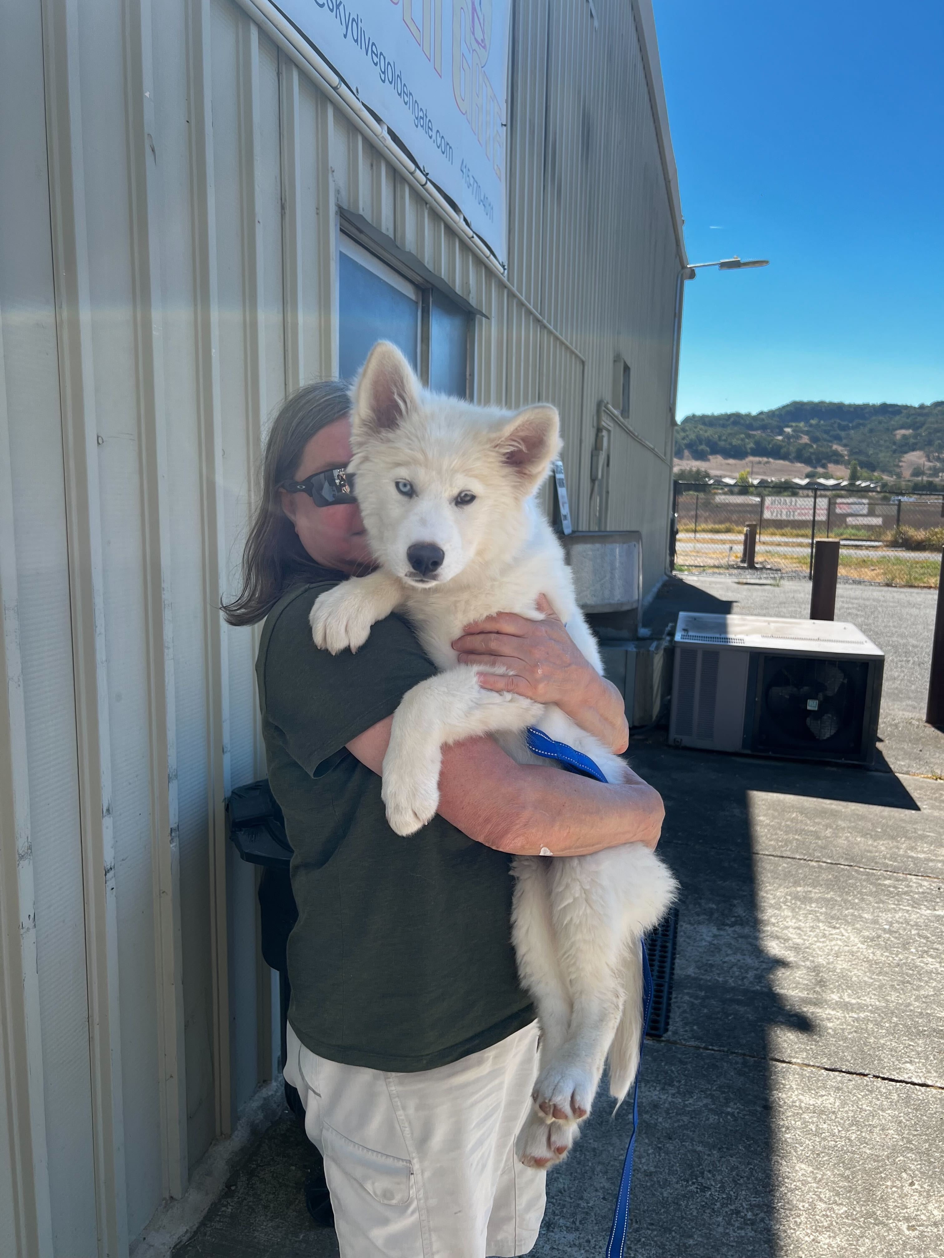 Enlarge Toby, a Adopted mixed breed in San Rafael, CA image 4/6