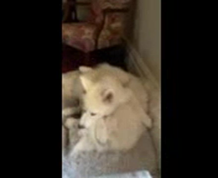 Enlarge Toby, a Adopted mixed breed in San Rafael, CA video 5/6