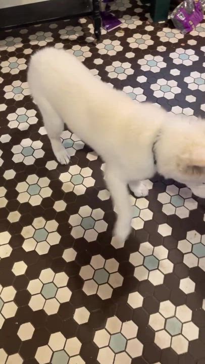 Enlarge Toby, a Adopted mixed breed in San Rafael, CA video 6/6