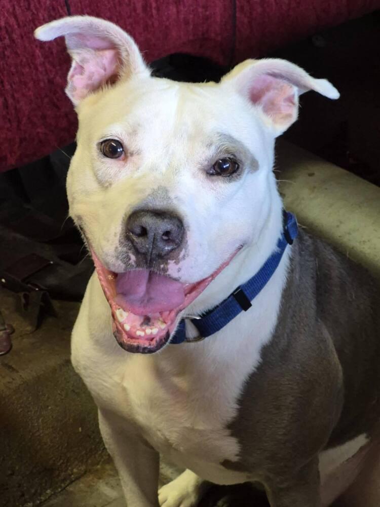 Saul, Adoptable, Young Male American Bulldog.
