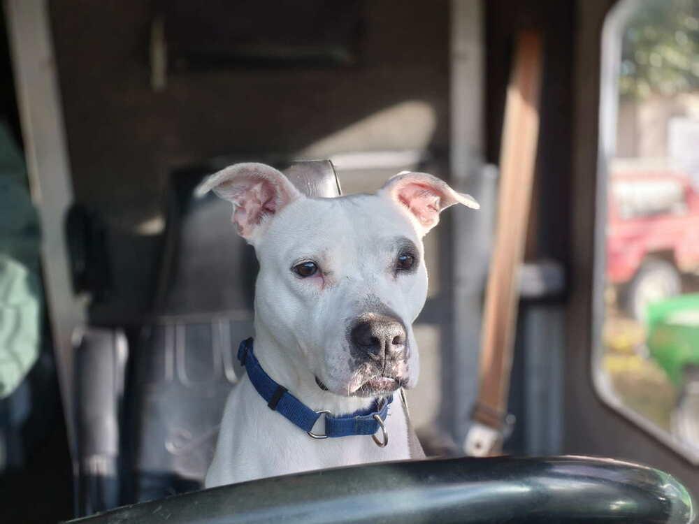 Saul, a Adoptable American Bulldog in Milton, FL image 3/6