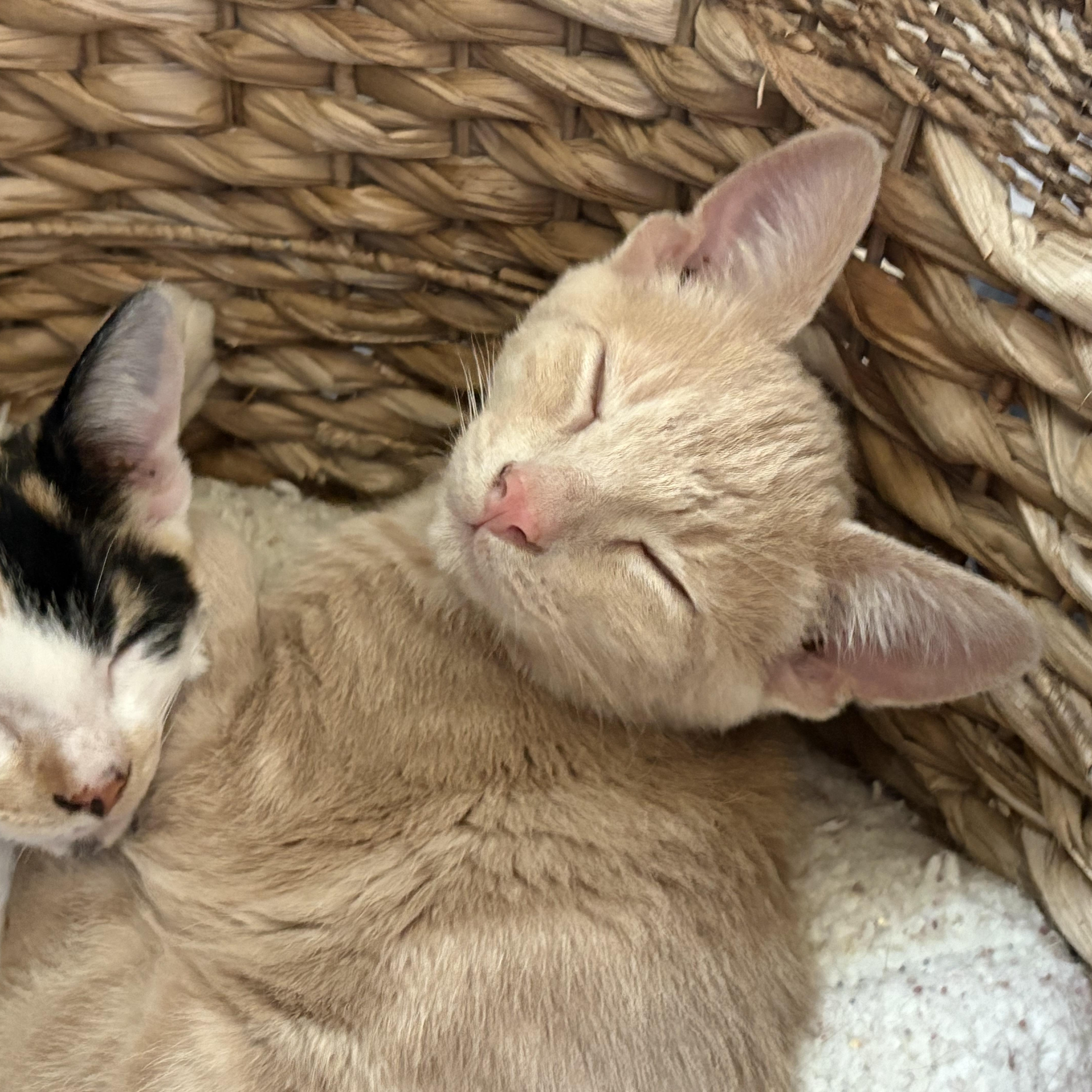 Enlarge Biscuit, an adopted Domestic Short Hair in Colcord, OK image 2/3