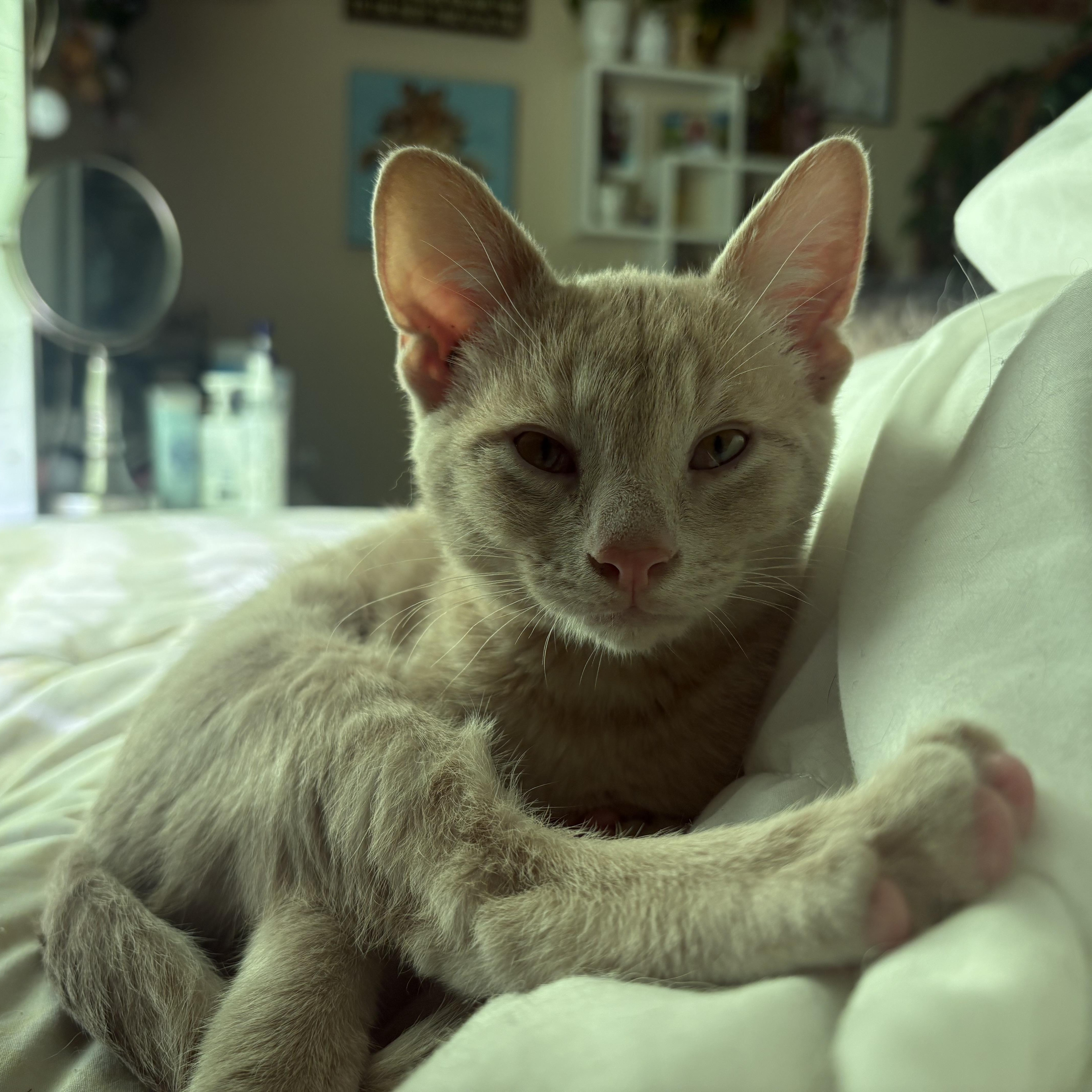 Enlarge Biscuit, an adopted Domestic Short Hair in Colcord, OK image 3/3
