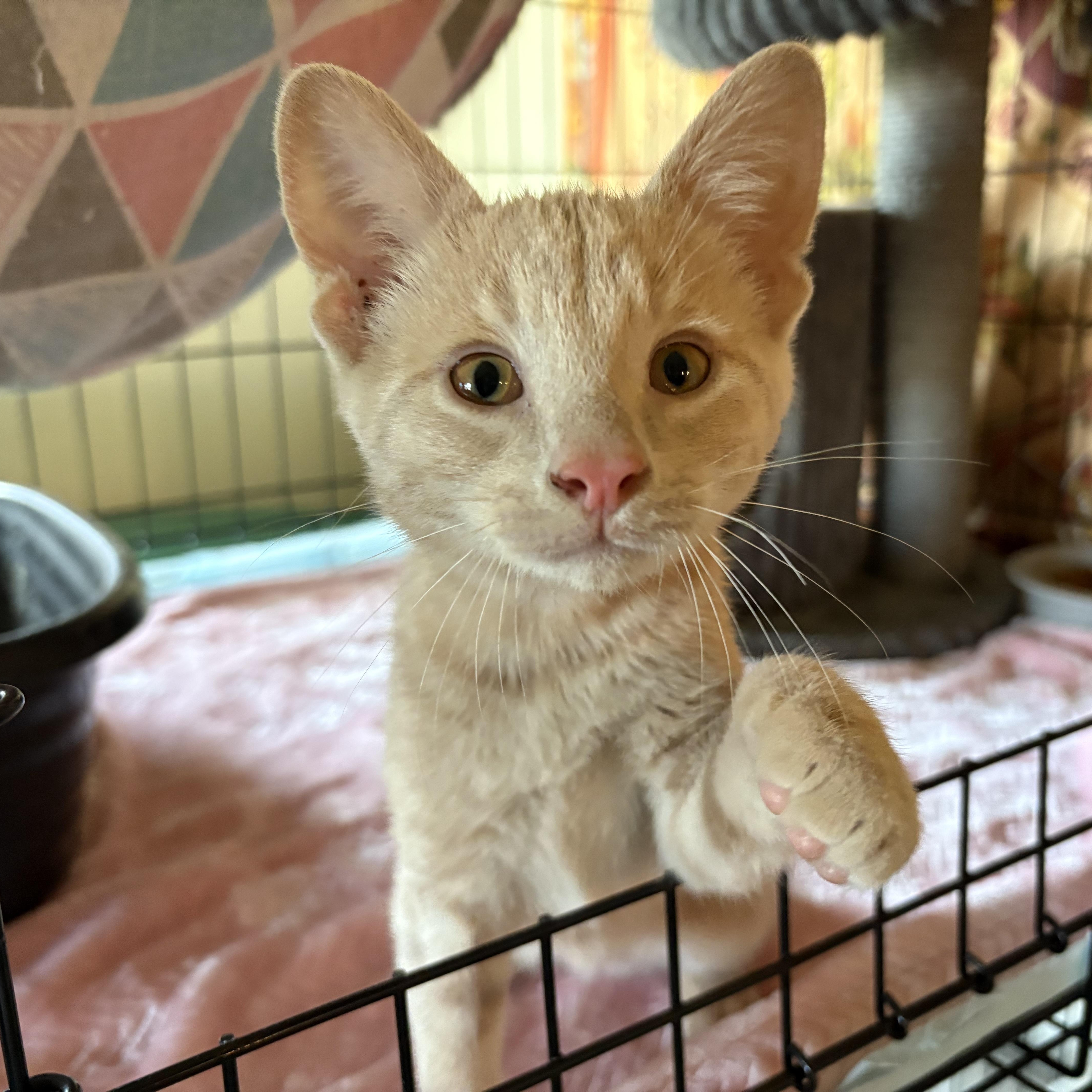 Biscuit, adopted, Kitten Male Domestic Short Hair.