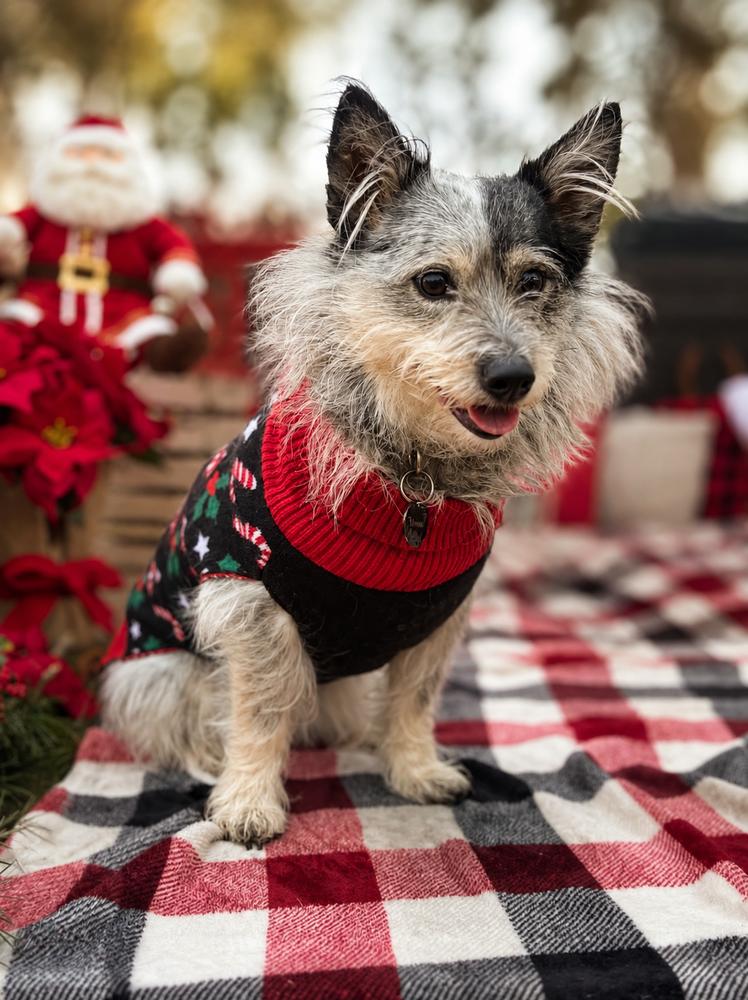 Enlarge Stormy Grey, a Adoptable mixed breed in Wilton, CA image 1/2