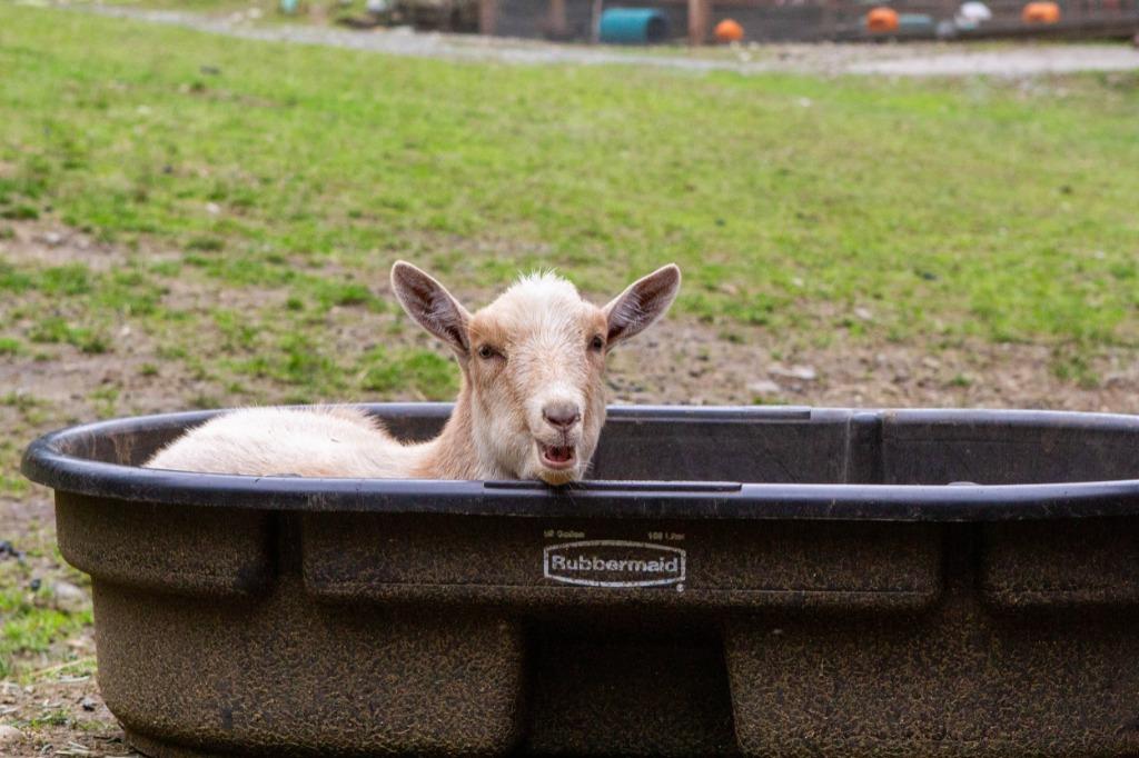 Lil Rascal, Adoptable, Young Male Goat.