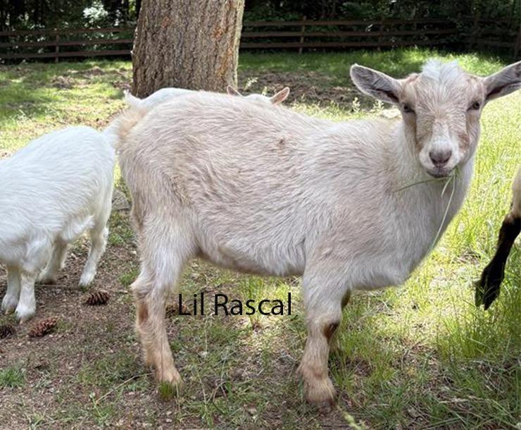 Enlarge Lil Rascal, a Adoptable Goat in Sultan, WA image 2/2