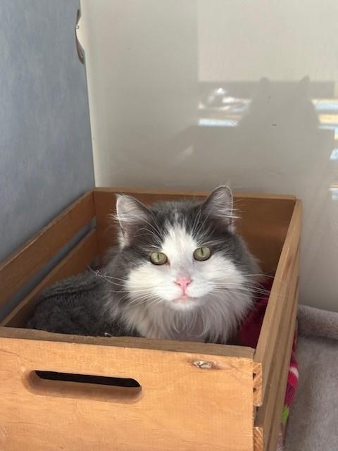 Emmy, a ADOPTABLE Domestic Long Hair in Eagle, CO image 1/5