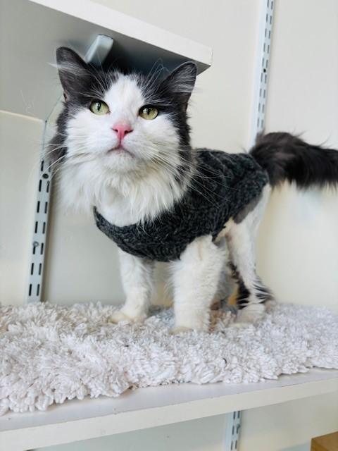 Emmy, a ADOPTABLE Domestic Long Hair in Eagle, CO image 2/5