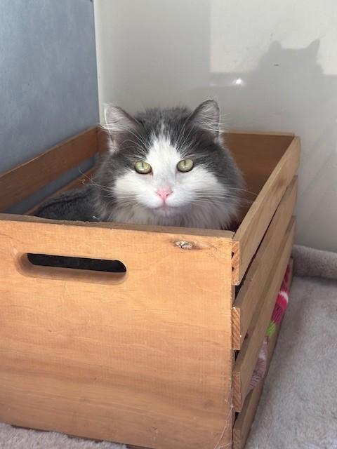 Emmy, a ADOPTABLE Domestic Long Hair in Eagle, CO image 4/5