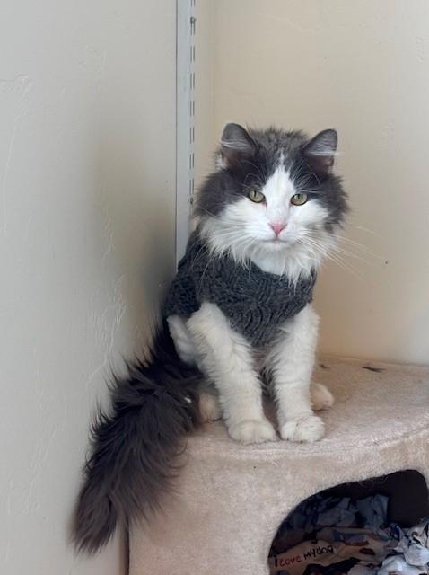 Emmy, a ADOPTABLE Domestic Long Hair in Eagle, CO image 5/5