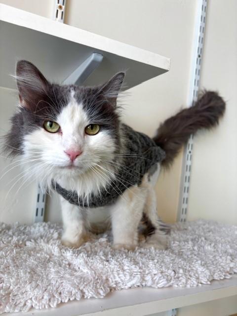 Emmy, a ADOPTABLE Domestic Long Hair in Eagle, CO image 3/5