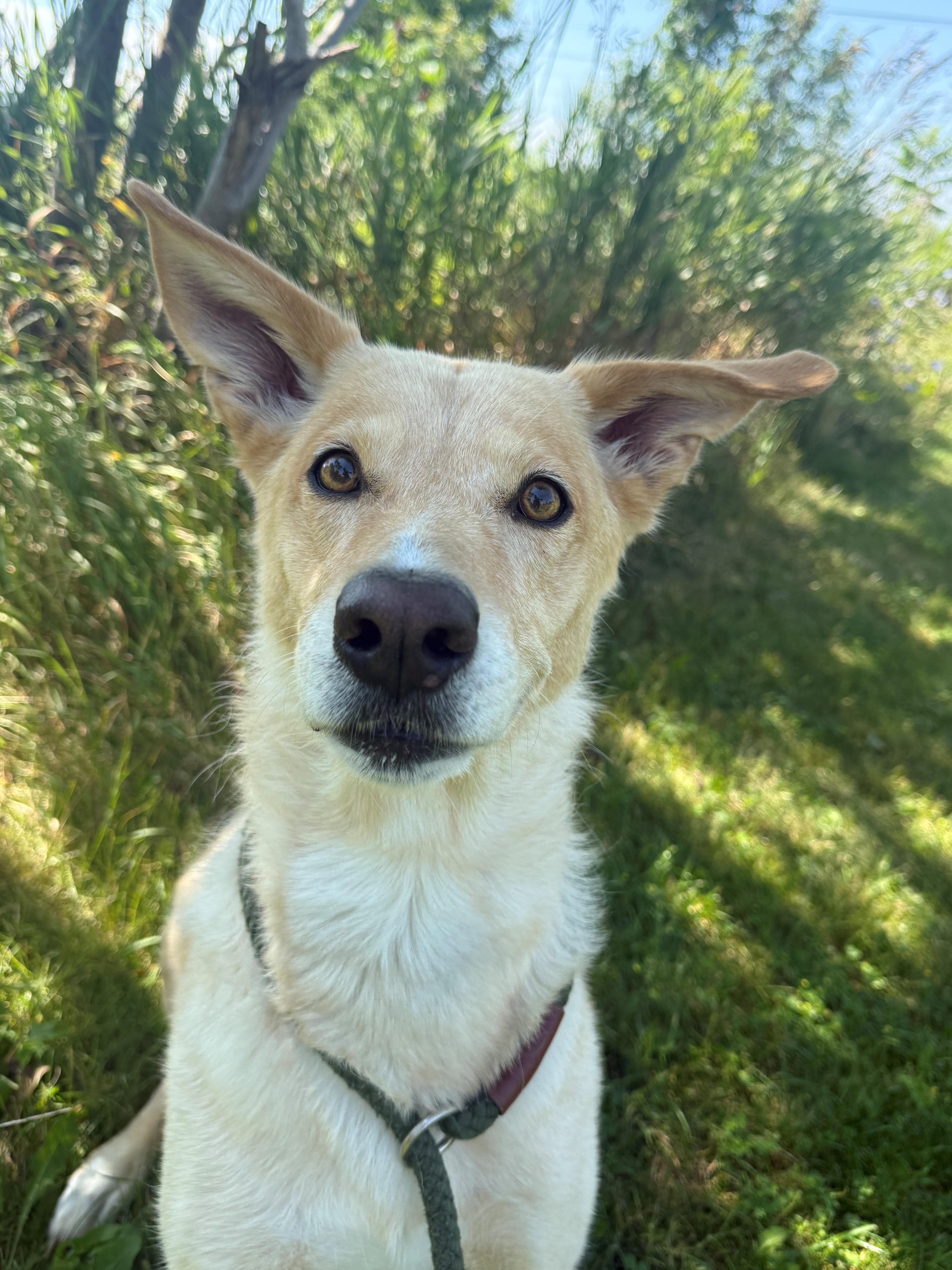 Alice, an adopted mixed breed in Hamilton, ON image 2/4