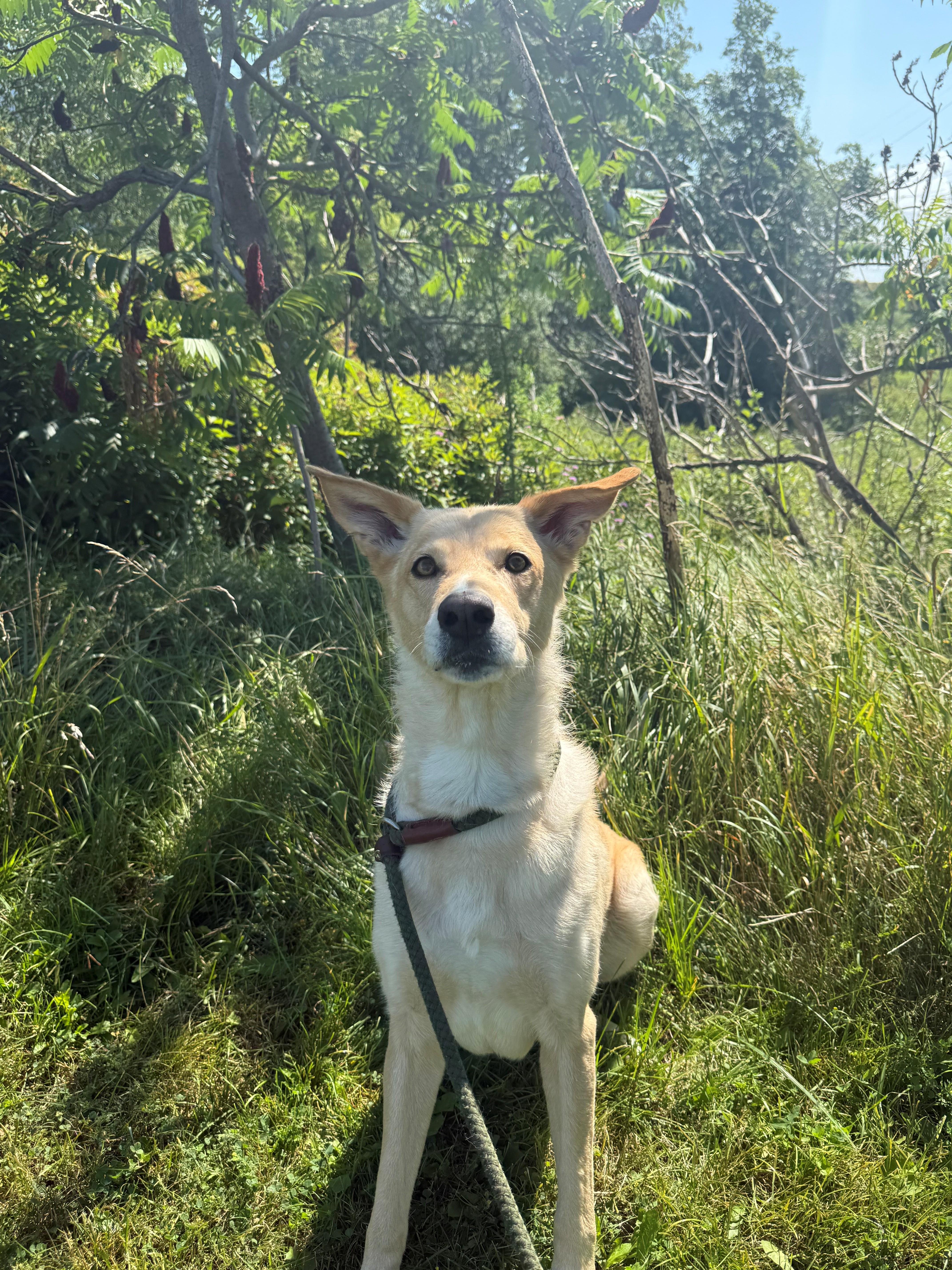 Alice, an adopted mixed breed in Hamilton, ON image 3/4