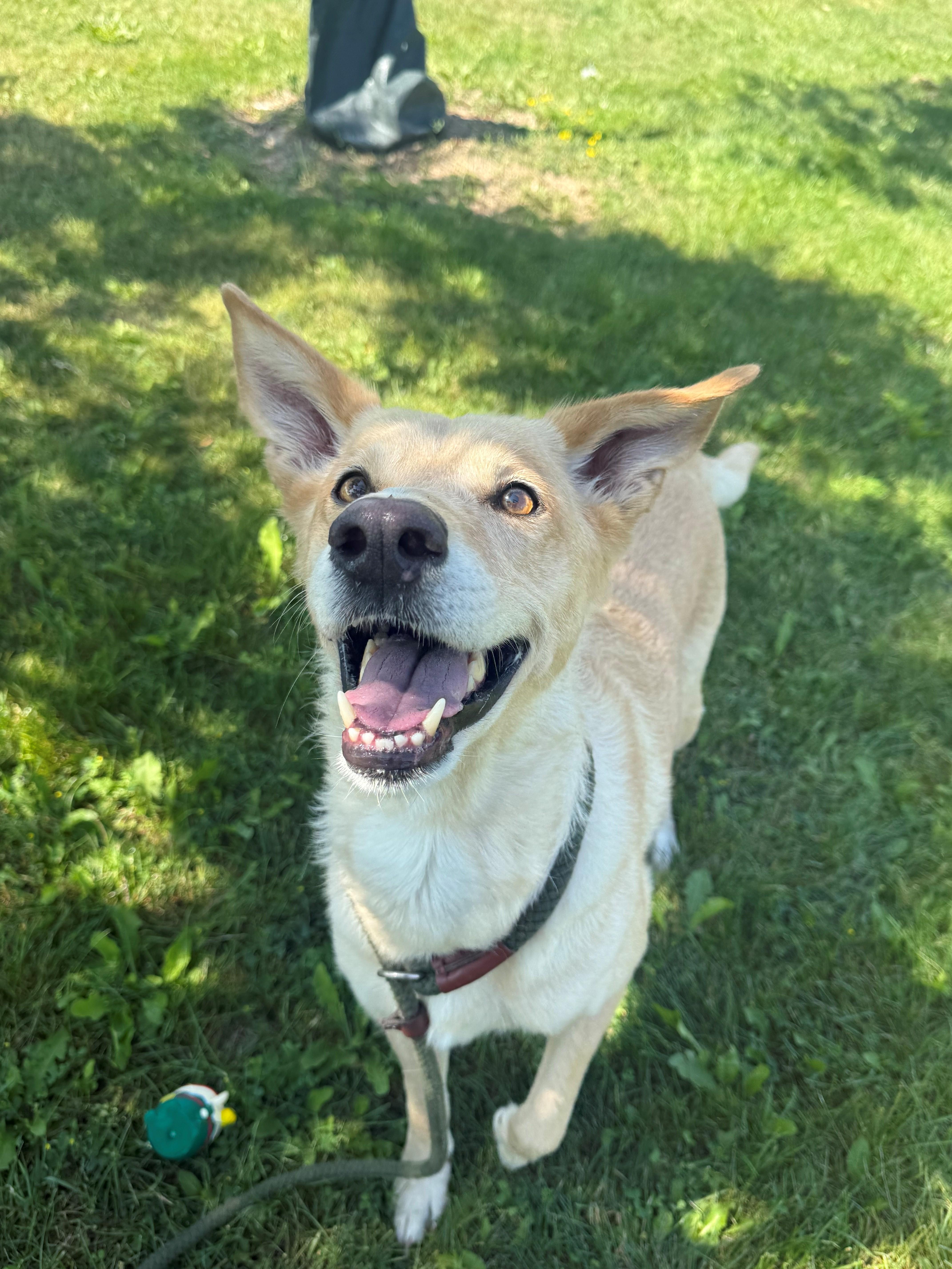 Alice, adopted, Adult Female Shepherd & Labrador Retriever.