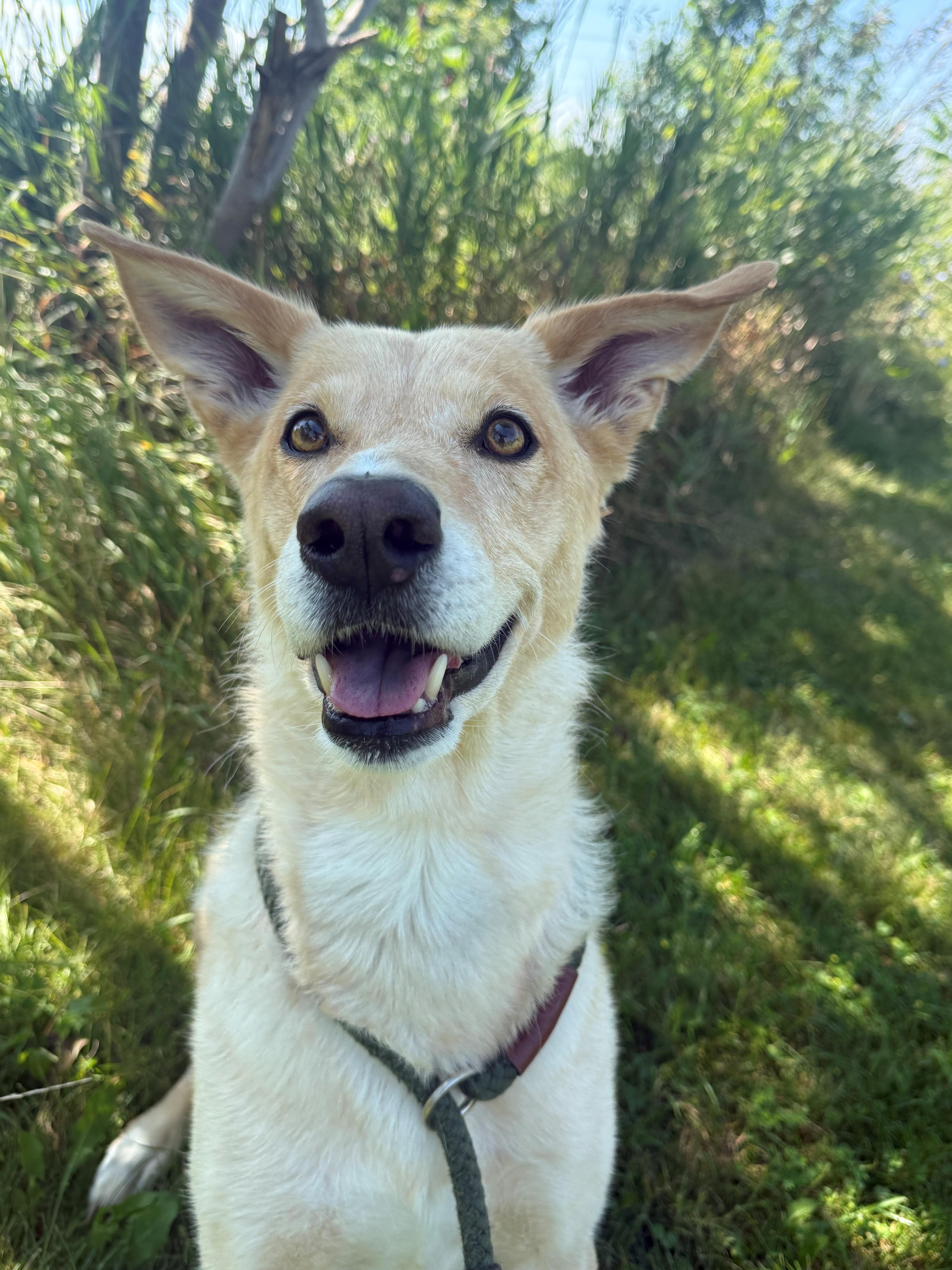 Alice, an adopted mixed breed in Hamilton, ON image 4/4