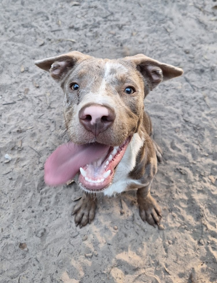 Dog for adoption Ollie, a Catahoula Leopard Dog & Australian Kelpie