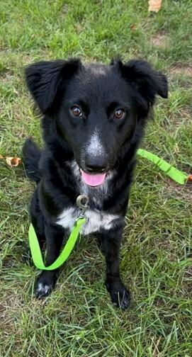 Enlarge Everest, a Adoptable mixed breed in Troy, VA image 1/5
