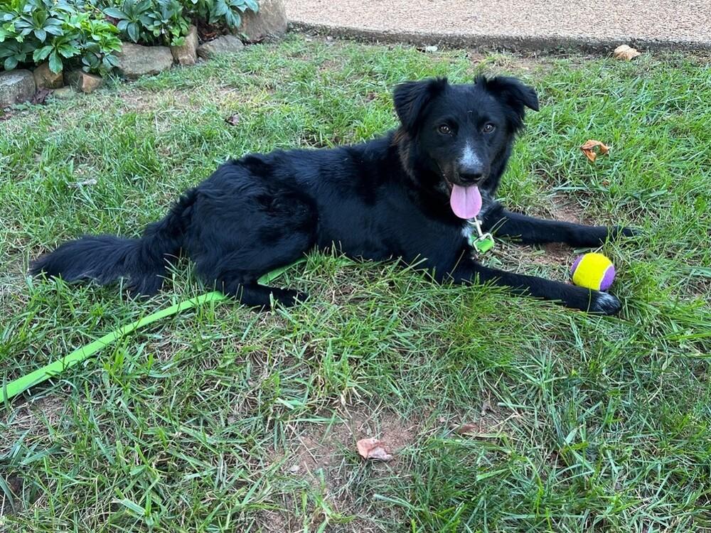Enlarge Everest, a Adoptable mixed breed in Troy, VA image 2/5