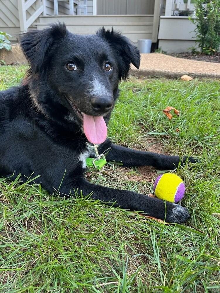 Enlarge Everest, a Adoptable mixed breed in Troy, VA image 3/5